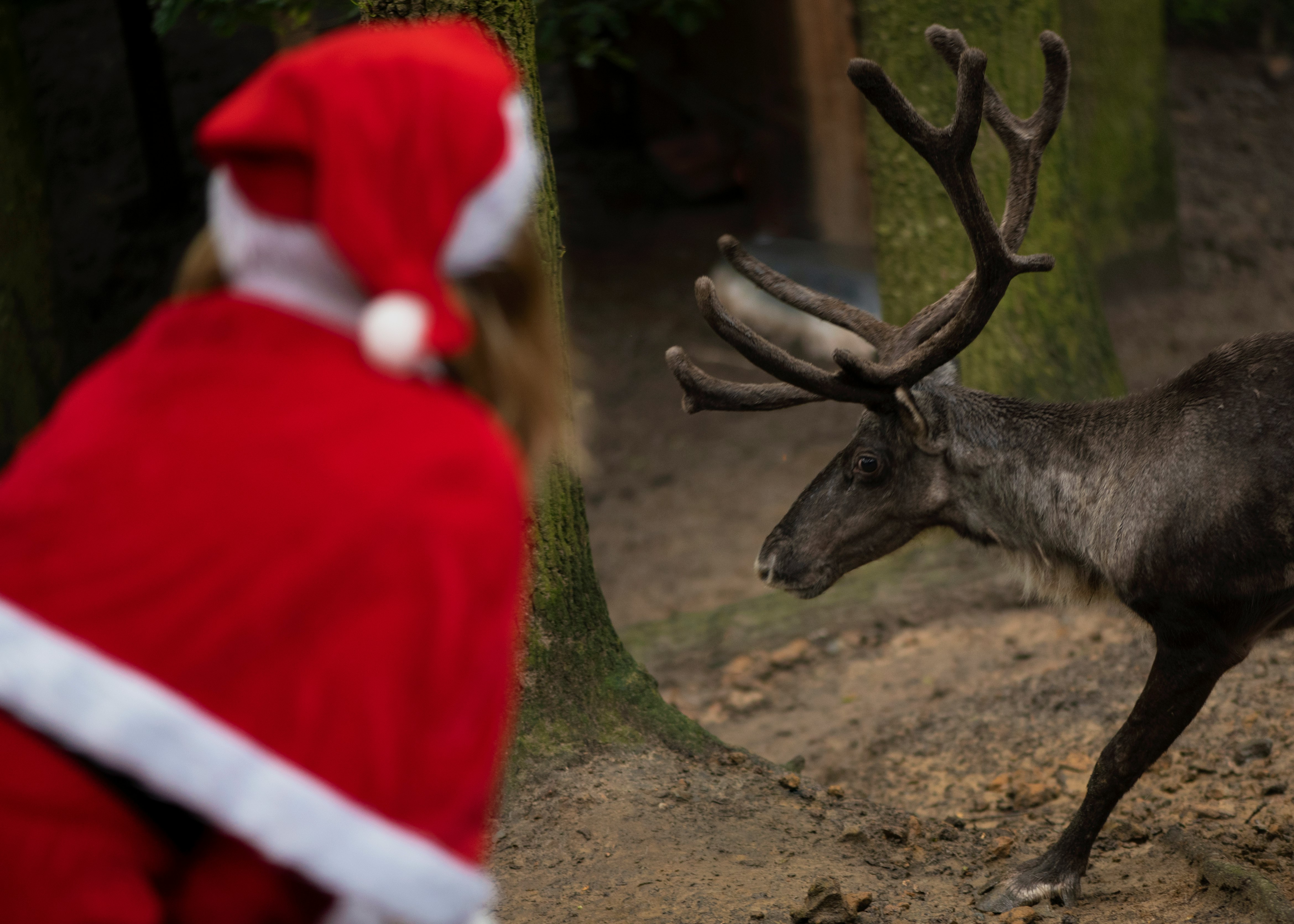 Christmas mother Santa and reindeer. Renne du Père Noël. Tag #lilosquare