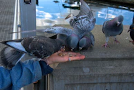 Volunteers from the NGO sharing food with birds gathered around a feeding station.