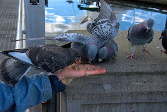 Volunteers from the NGO sharing food with birds gathered around a feeding station.