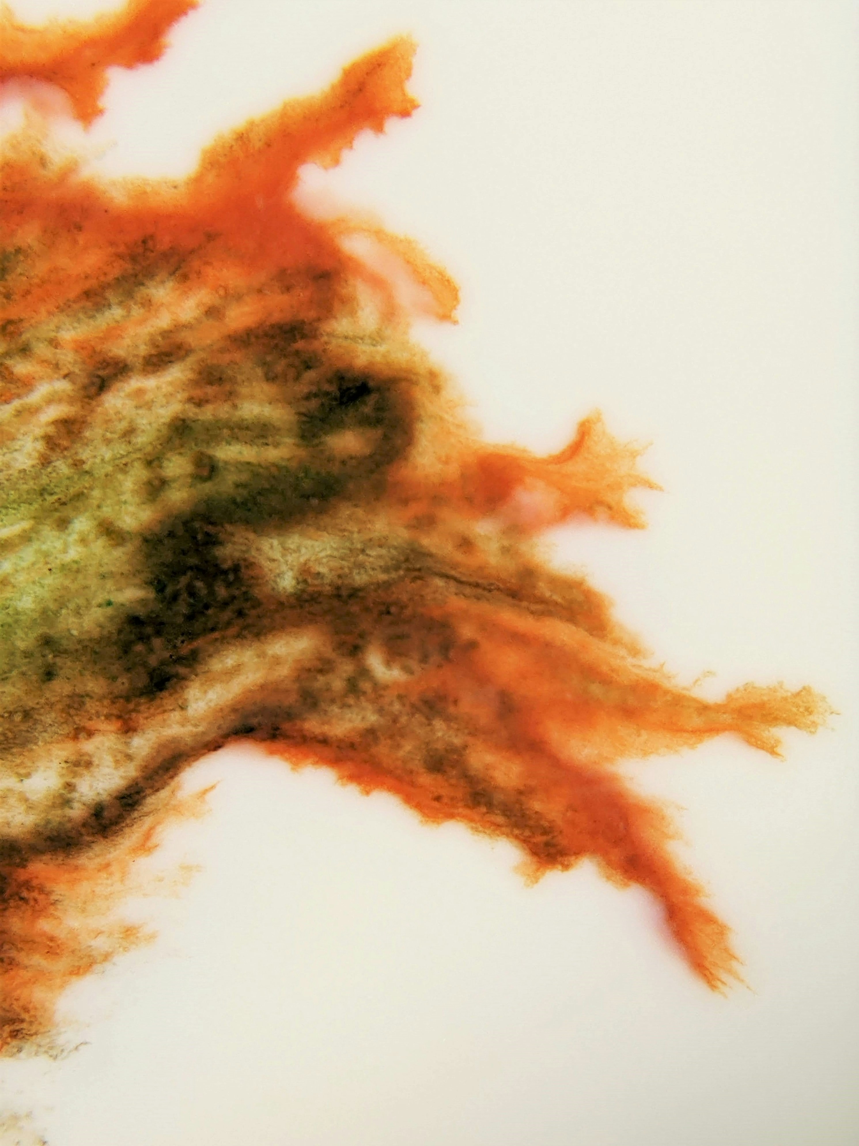 Photo by susan_wilkinson