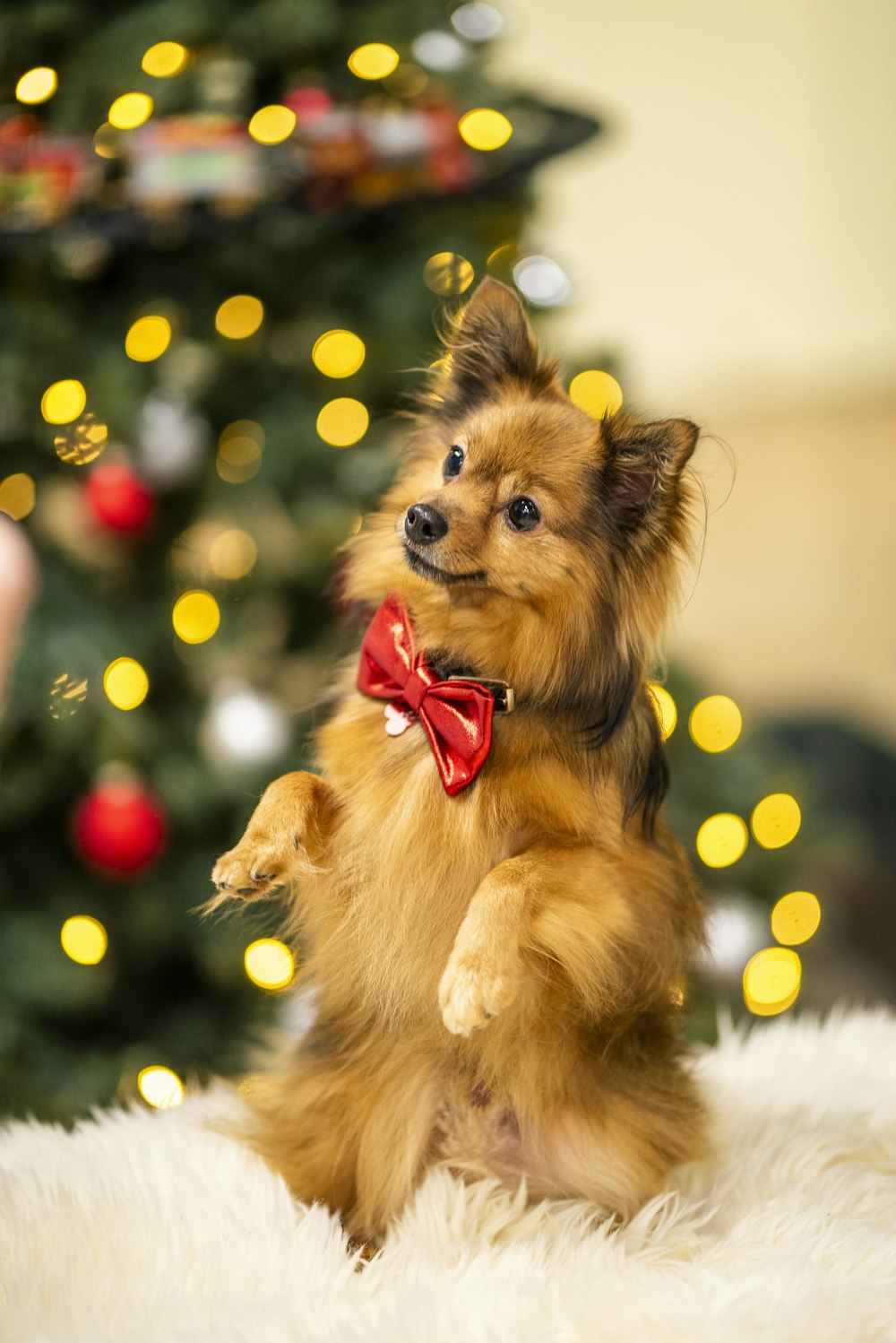 a small brown dog with a red bow sitting in front of a christmas tree