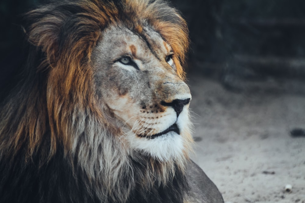 a close up of a lion laying on the ground