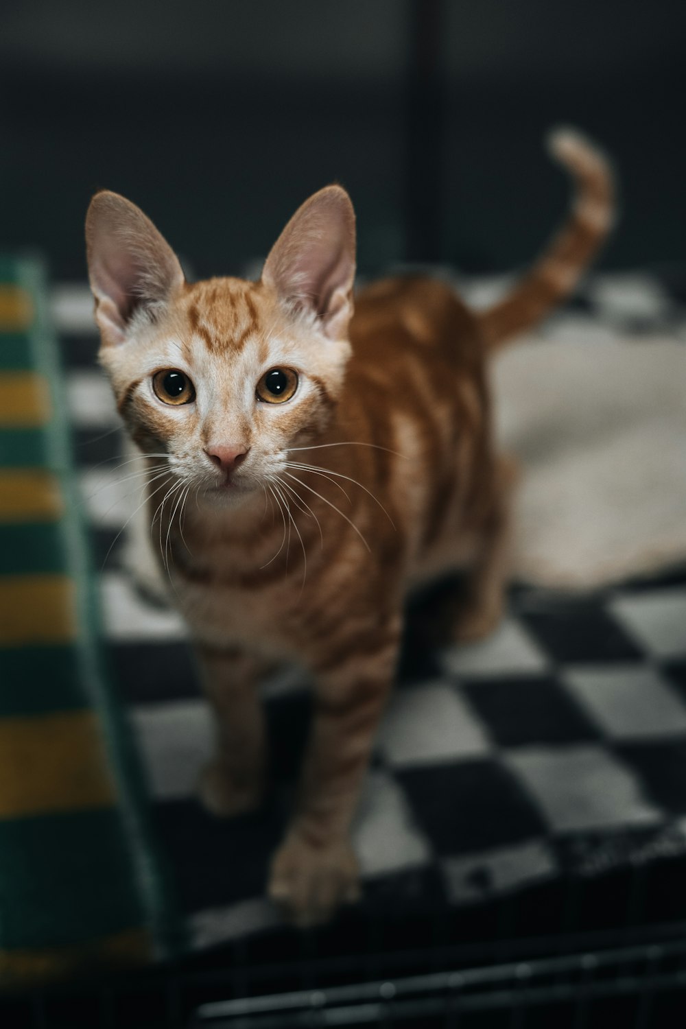 a small kitten standing on a checkered surface