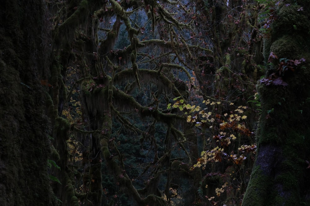 Ein Wald voller Bäume, die mit Moos bedeckt sind