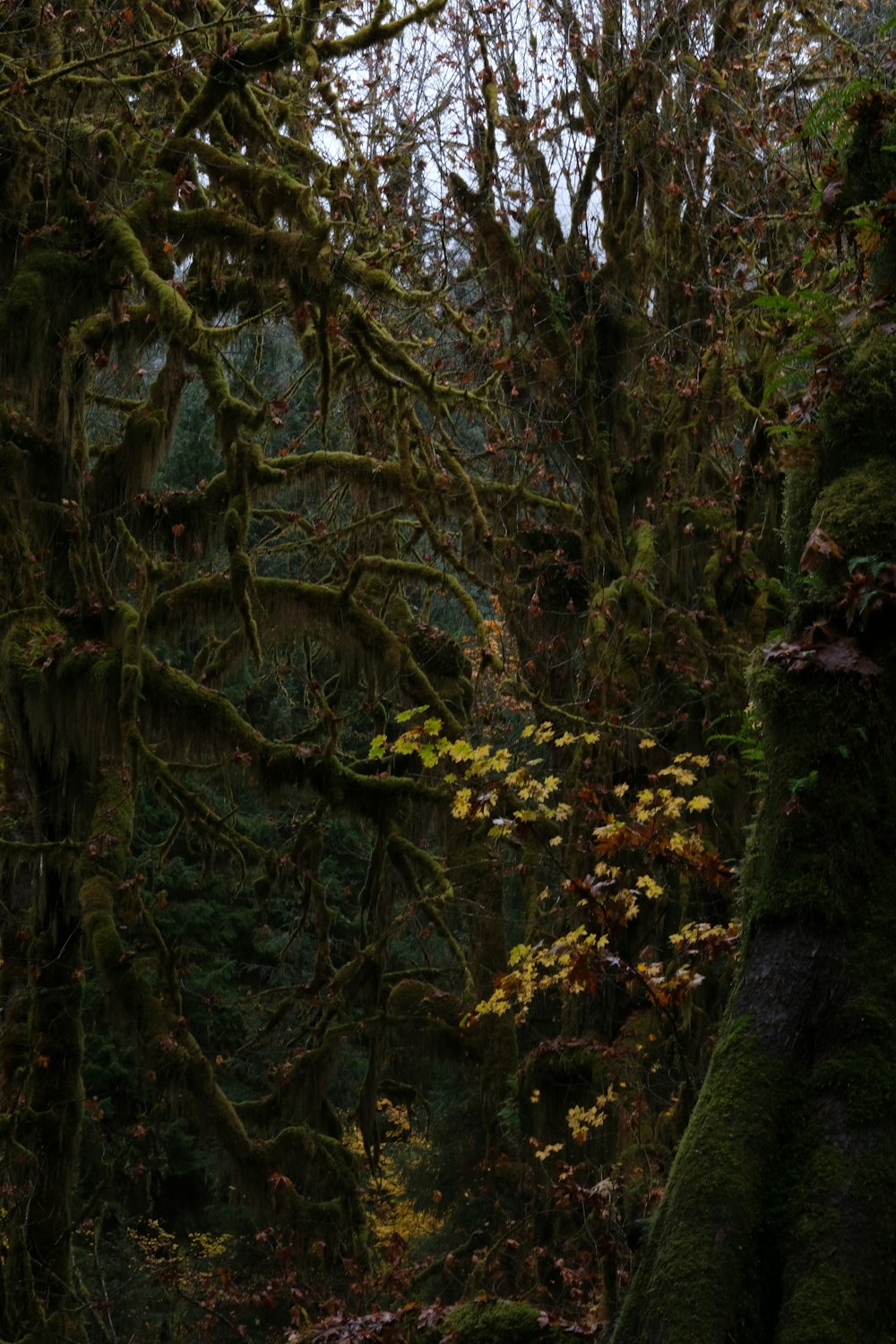 Ein Wald voller Bäume, die mit Moos bedeckt sind