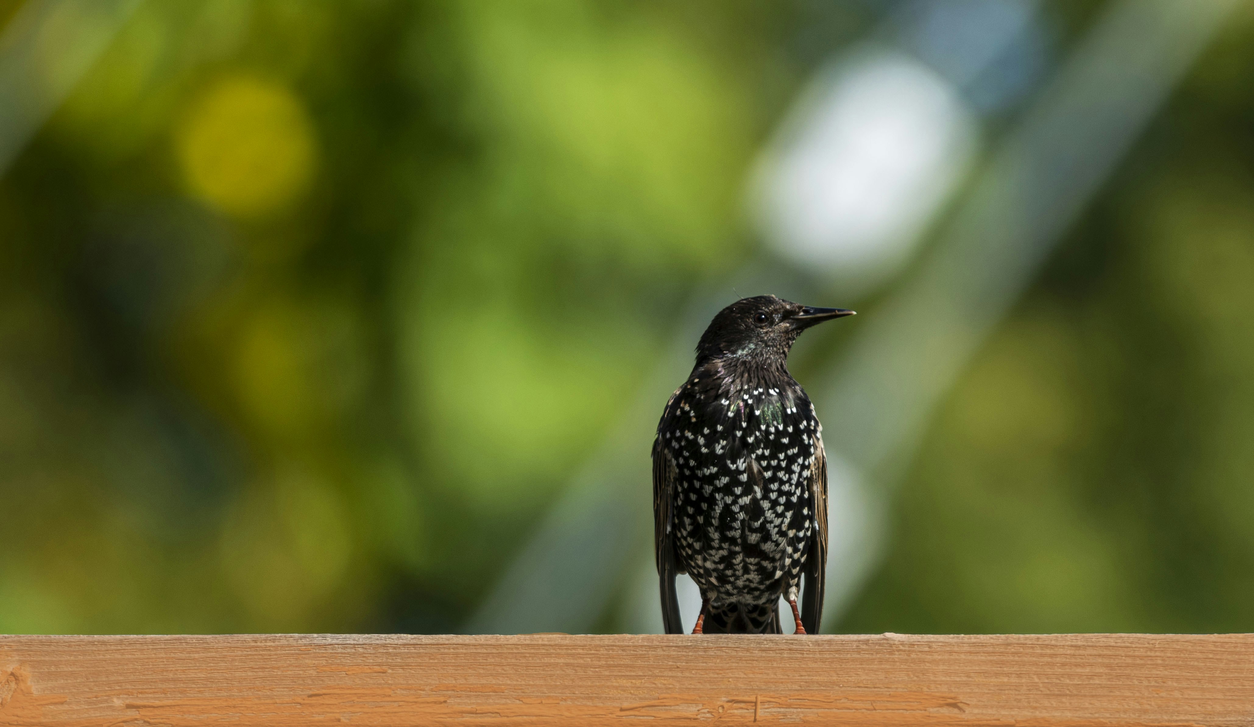 Photo by camerauthor