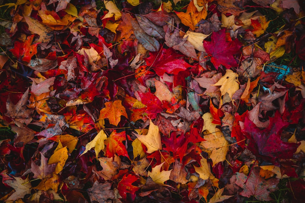 a bunch of leaves that are laying on the ground