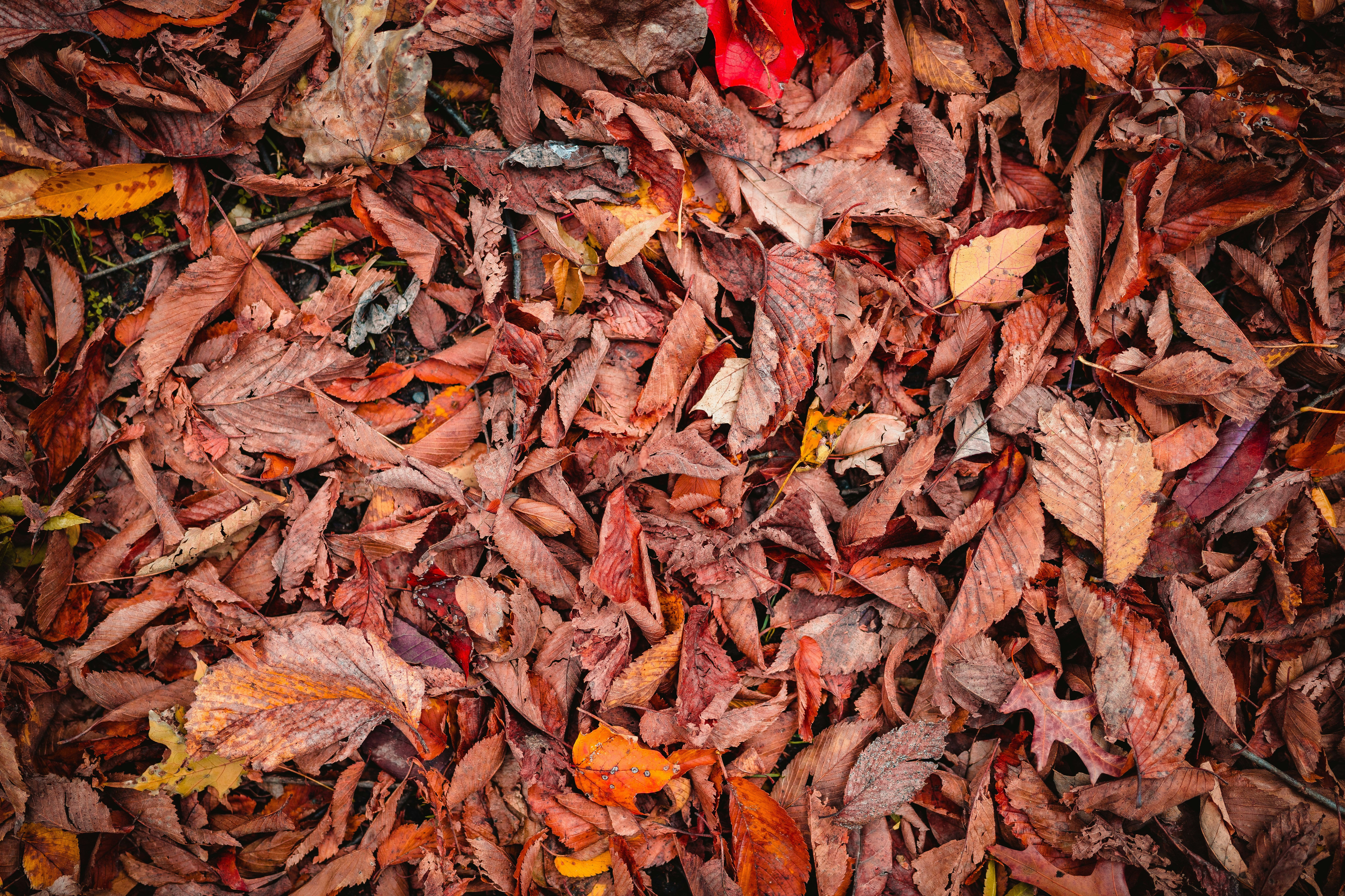 Photo by trytoscareme