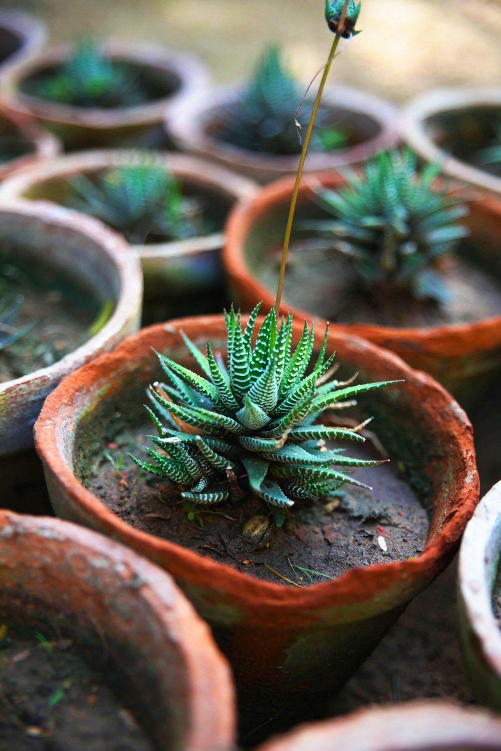 a group of potted plants sitting on top of each other