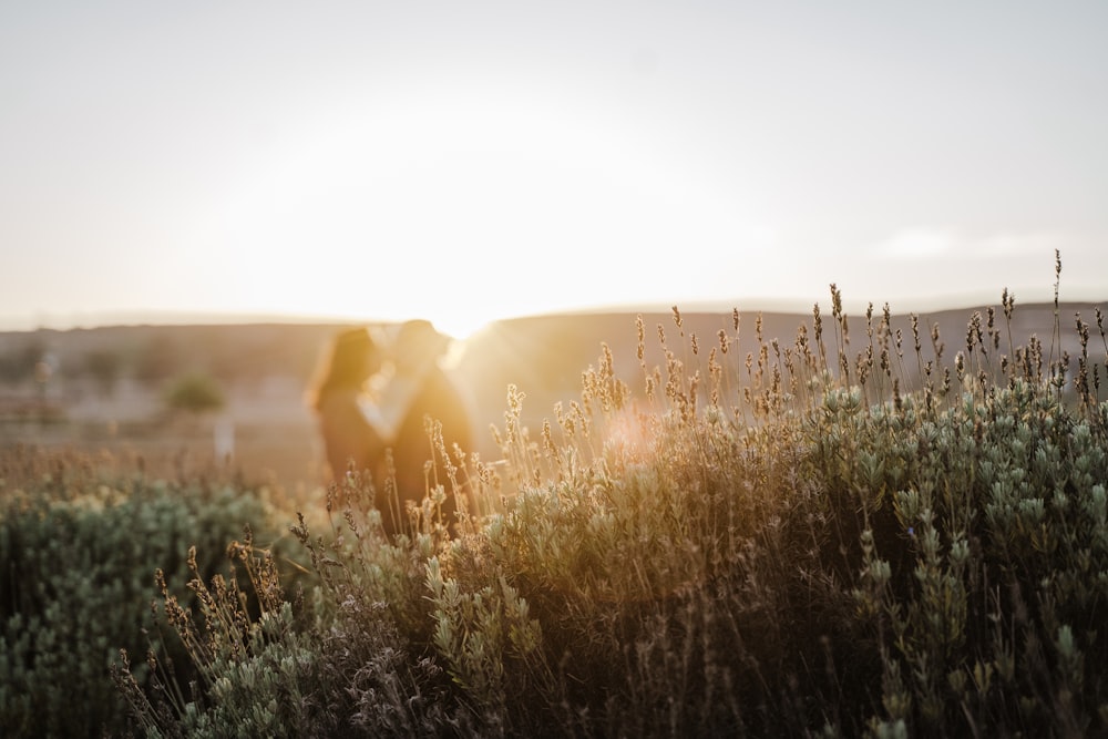 a couple kissing in a field at sunset