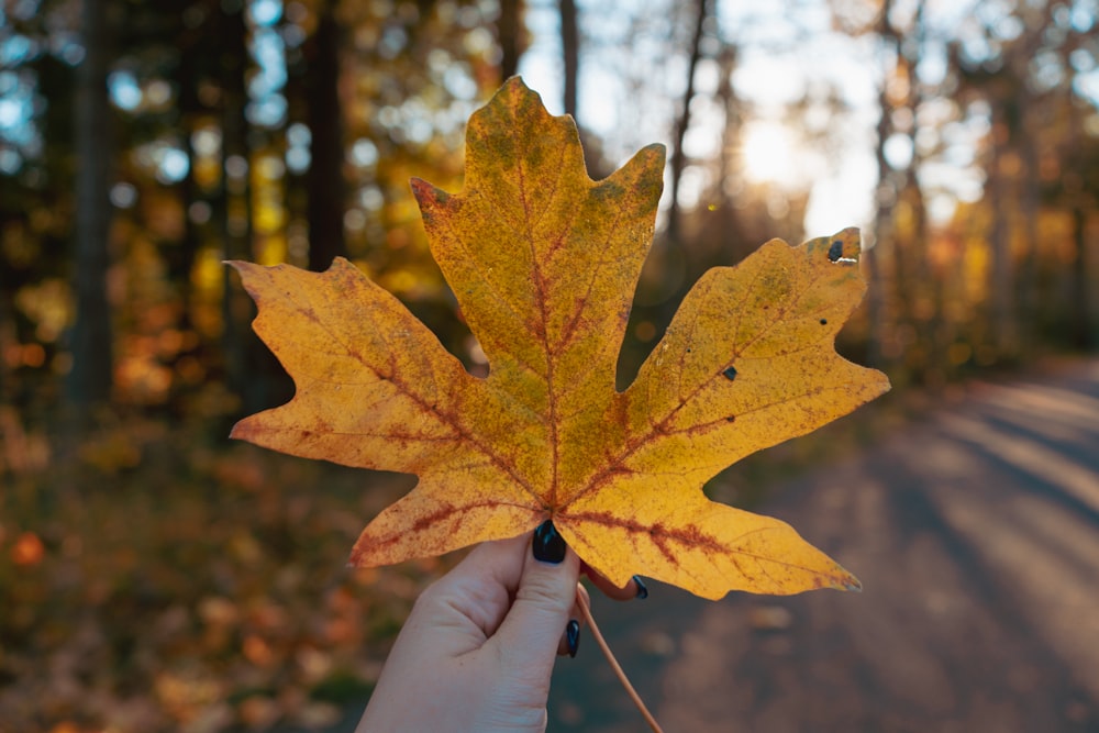 a person holding a leaf in the middle of a road