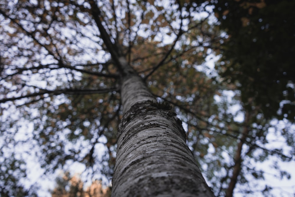 looking up at a tall tree in a forest