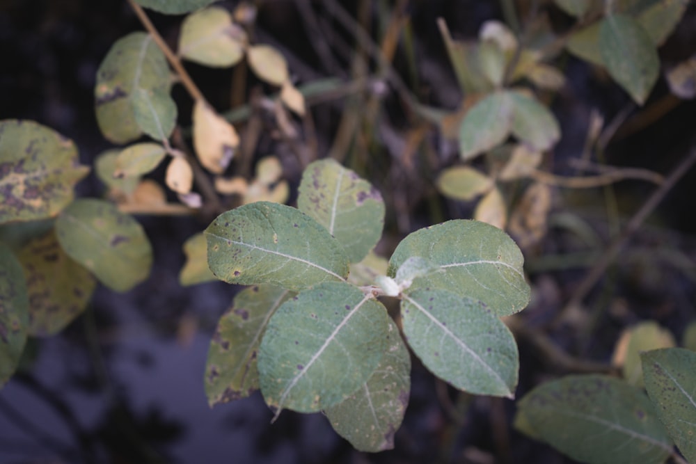 a close up of a leaf on a tree