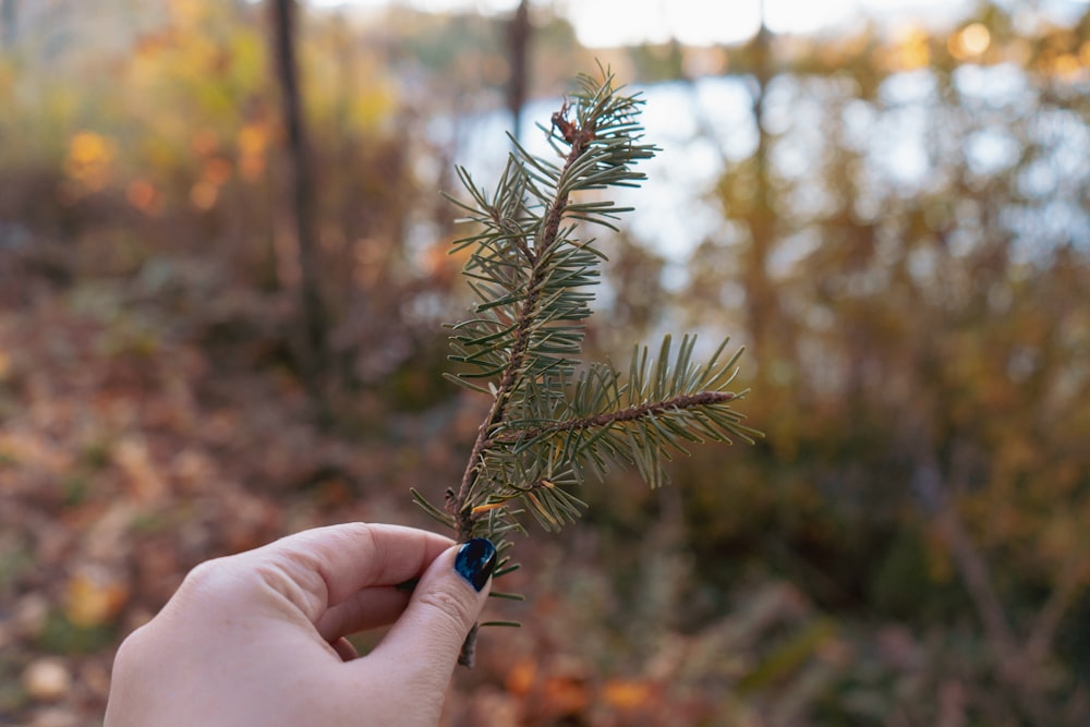 a person holding a small pine tree in their hand
