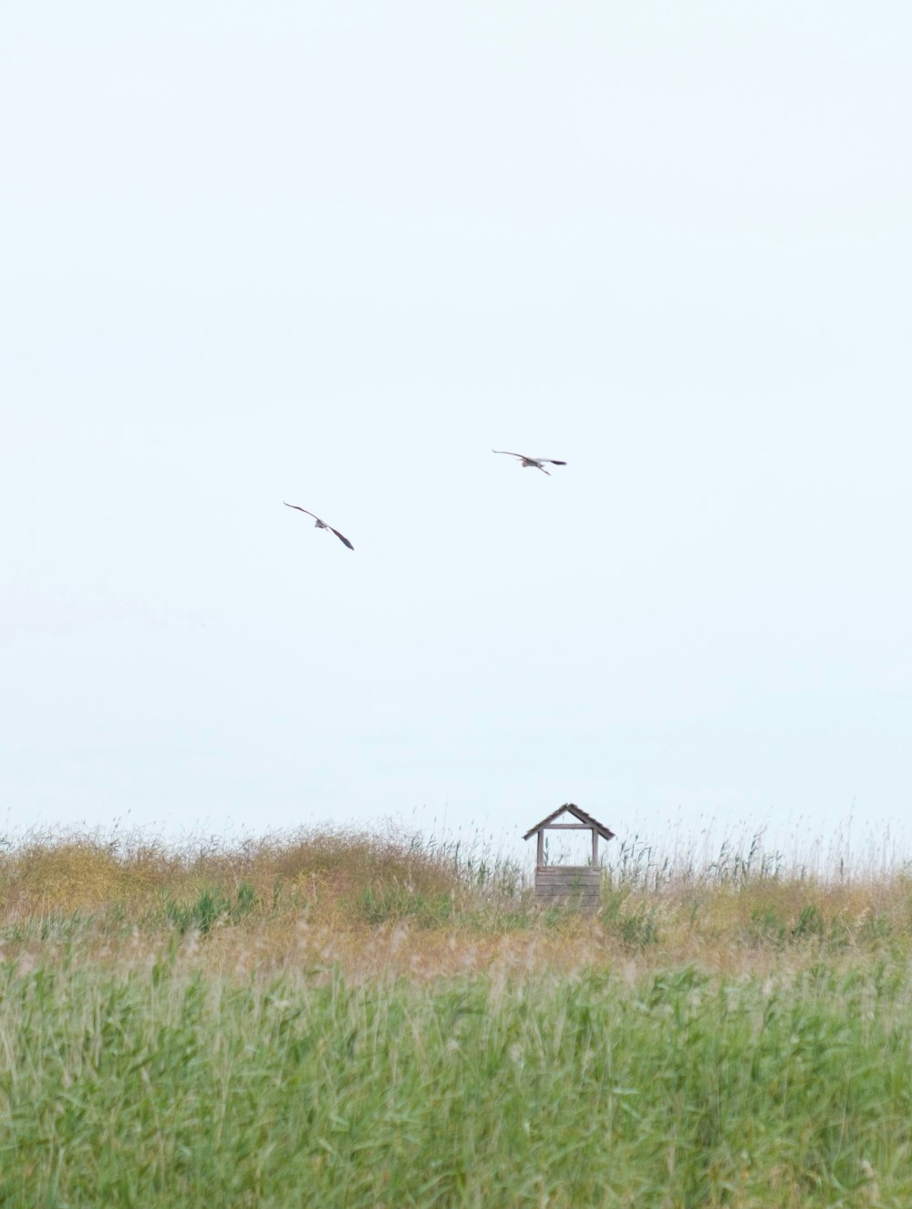 two birds flying over a bird house in a field