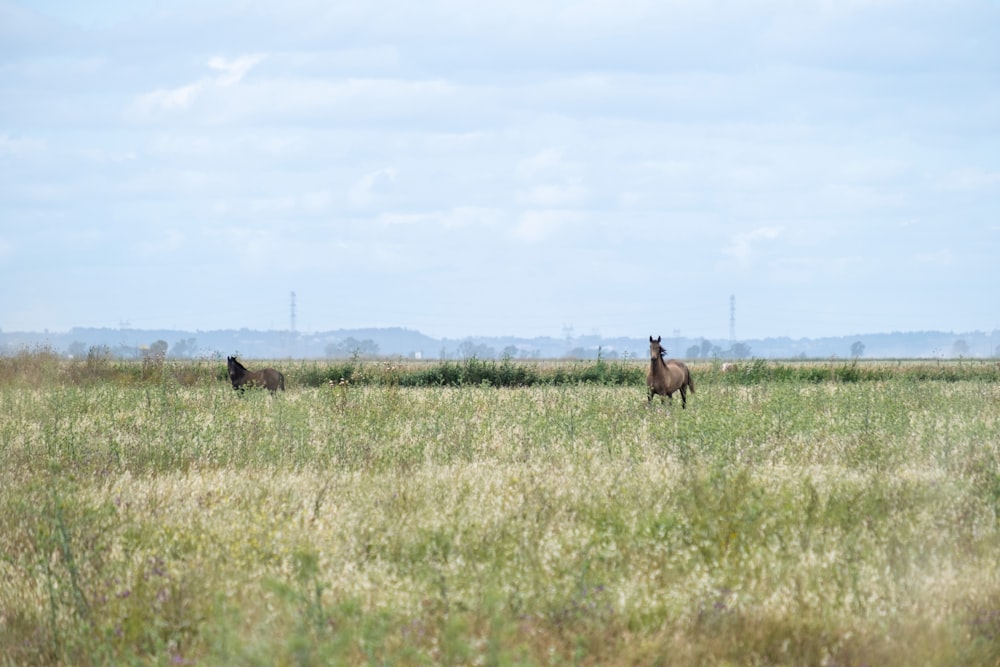 two horses in a field of tall grass