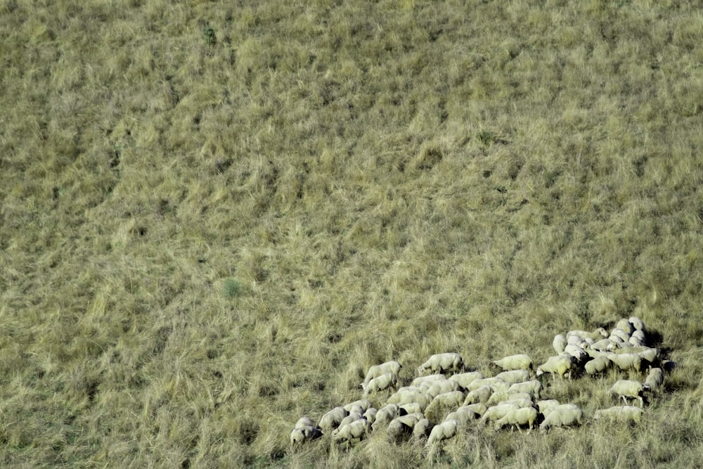 a herd of sheep walking across a lush green field