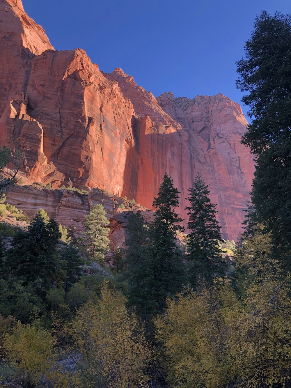 a view of a mountain with trees in the foreground