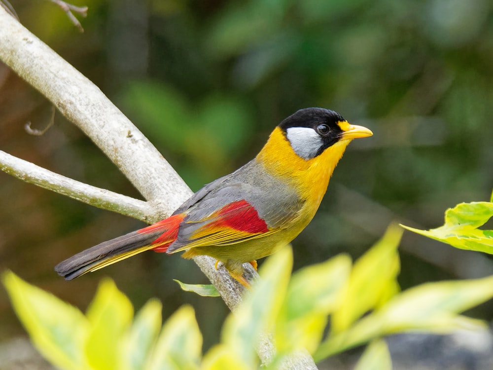 a small bird perched on top of a tree branch