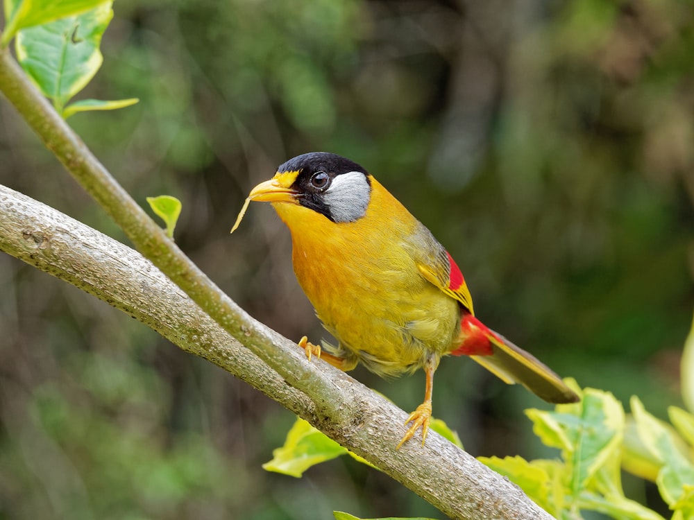 a small yellow bird perched on a tree branch