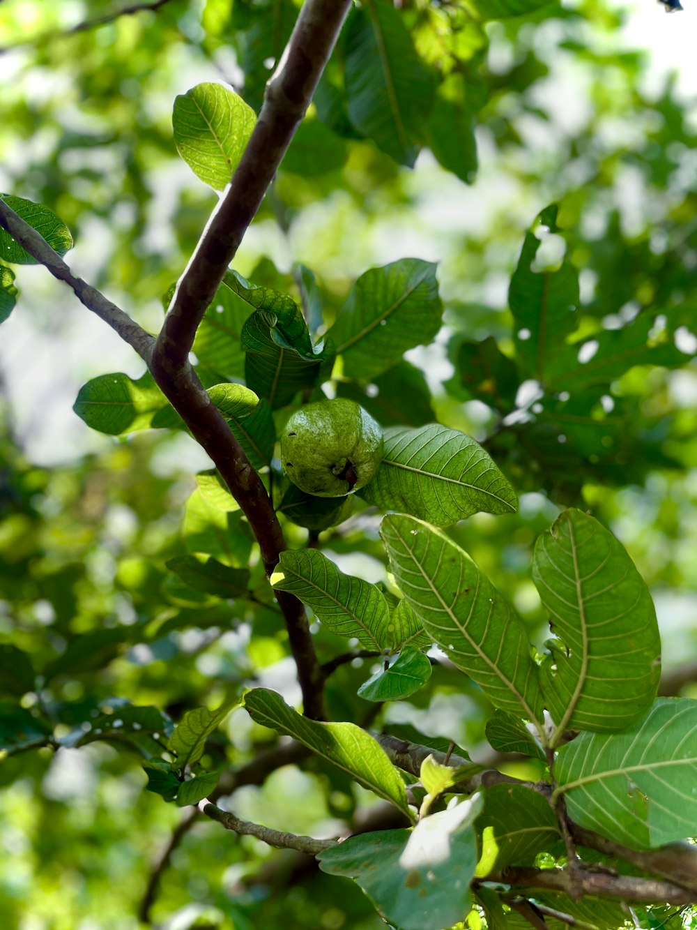 a branch with leaves and a fruit on it