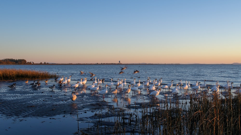 a flock of birds standing on top of a body of water