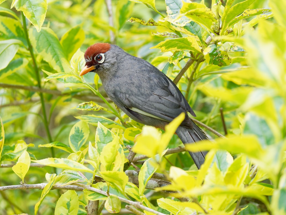 a bird with a red head sitting on a tree branch