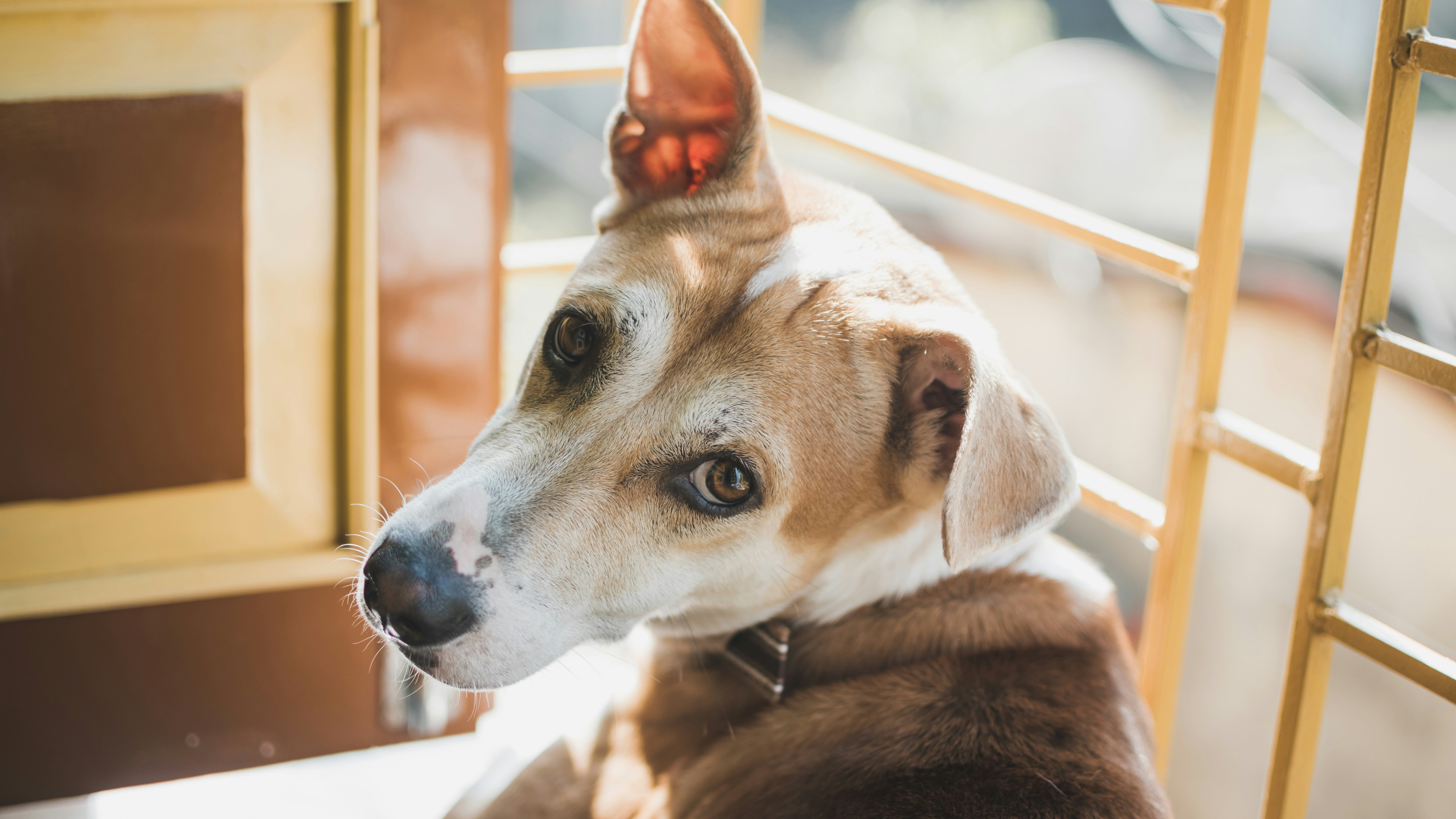 a brown and white dog sitting on top of a chair