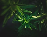 Close-up of vibrant green rosemary leaves with a shallow depth of field, creating a soft, blurred background. The lighting accentuates the texture and structure of the leaves.