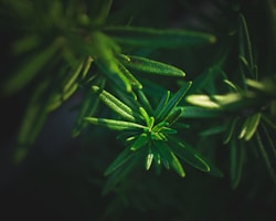 a close up of a green plant with leaves