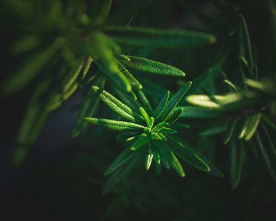 Close-up of vibrant green rosemary leaves with a shallow depth of field, creating a soft, blurred background. The lighting accentuates the texture and structure of the leaves.