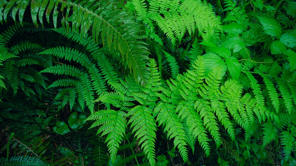 a lush green plant with lots of leaves