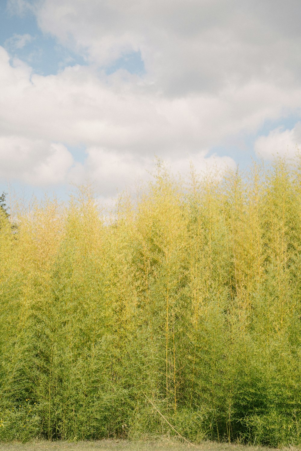 a row of tall green trees in front of a cloudy sky