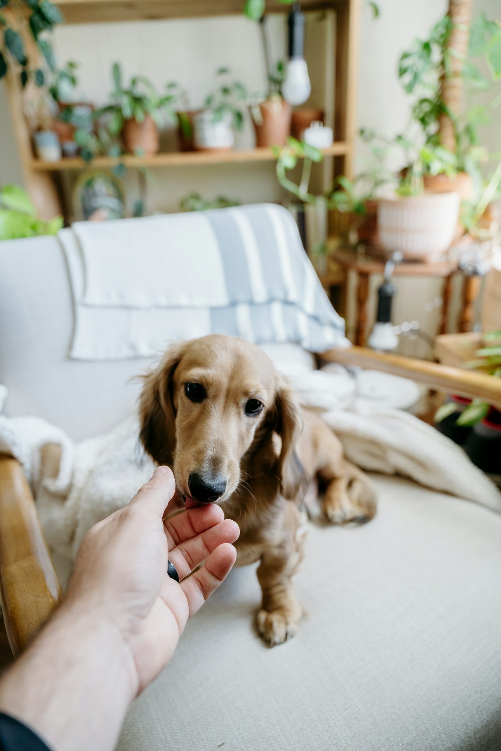 a person holding a dog's hand in front of a couch