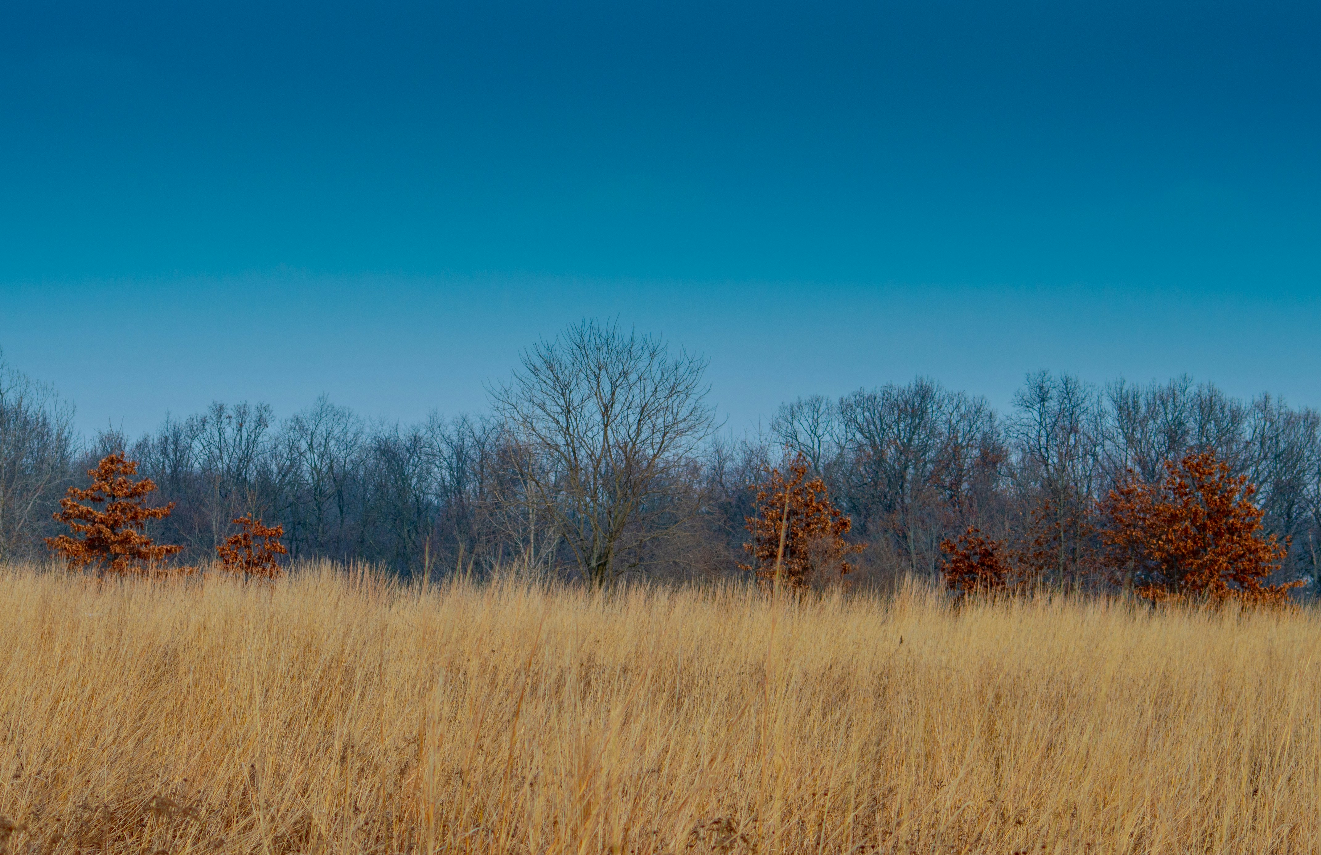 Happy Dragon Plainfield Indiana Menu