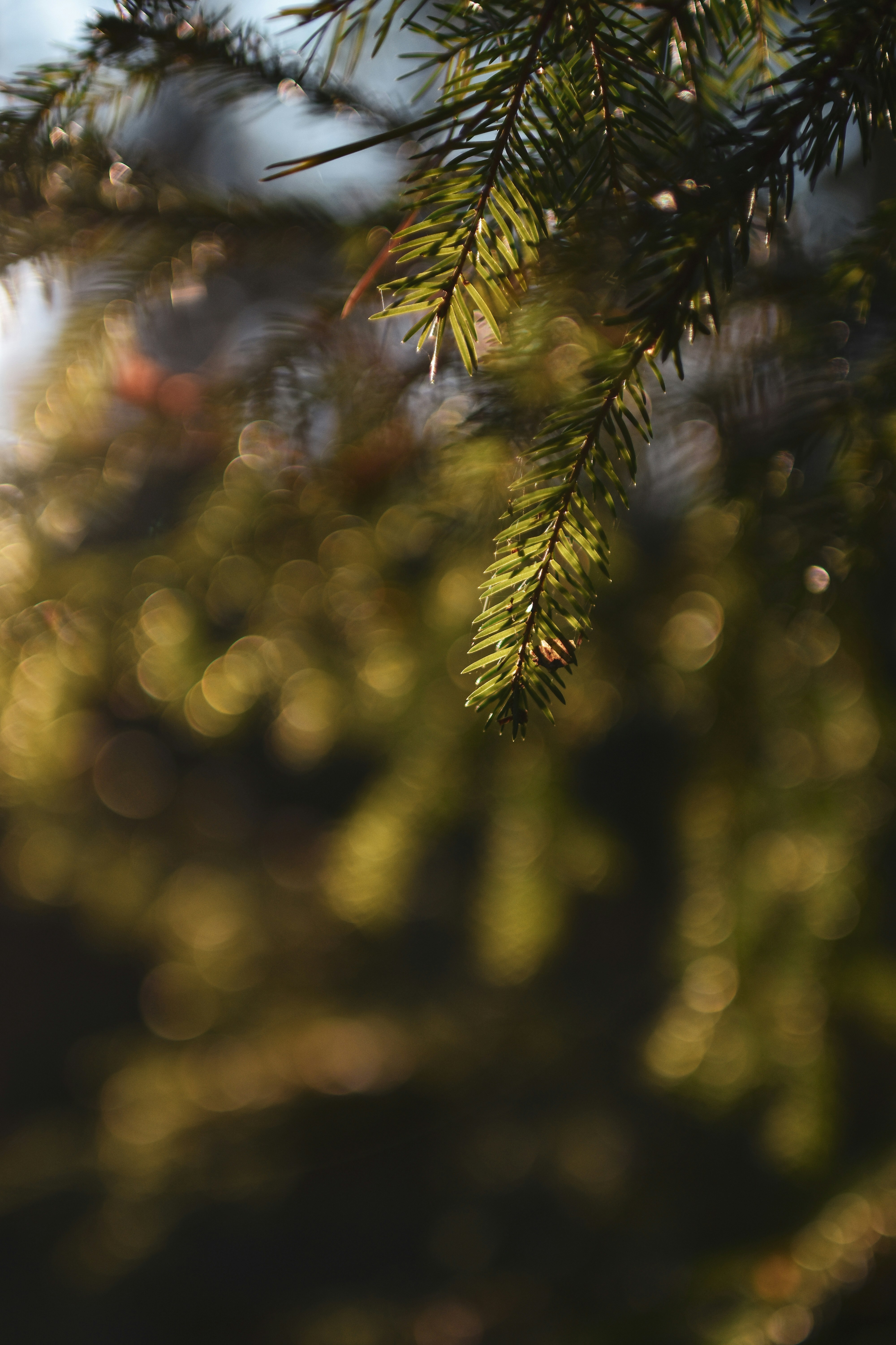 Photo by artem_makarov