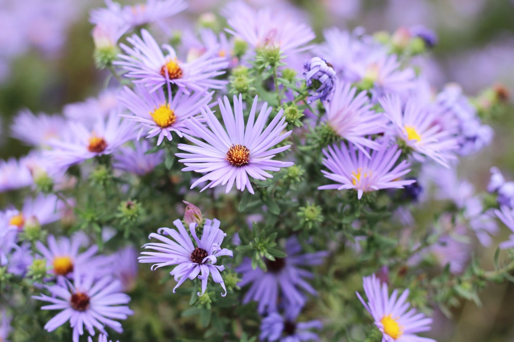 a bunch of purple flowers with yellow centers