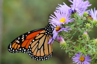 a close up of a butterfly on a flower