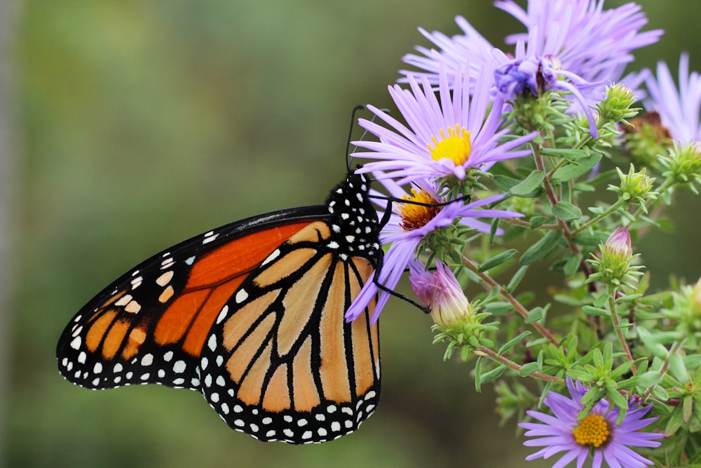 a close up of a butterfly on a flower