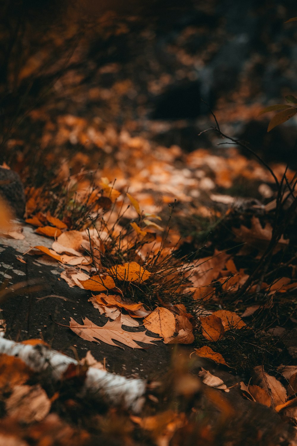 a dog is walking through the leaves on the ground