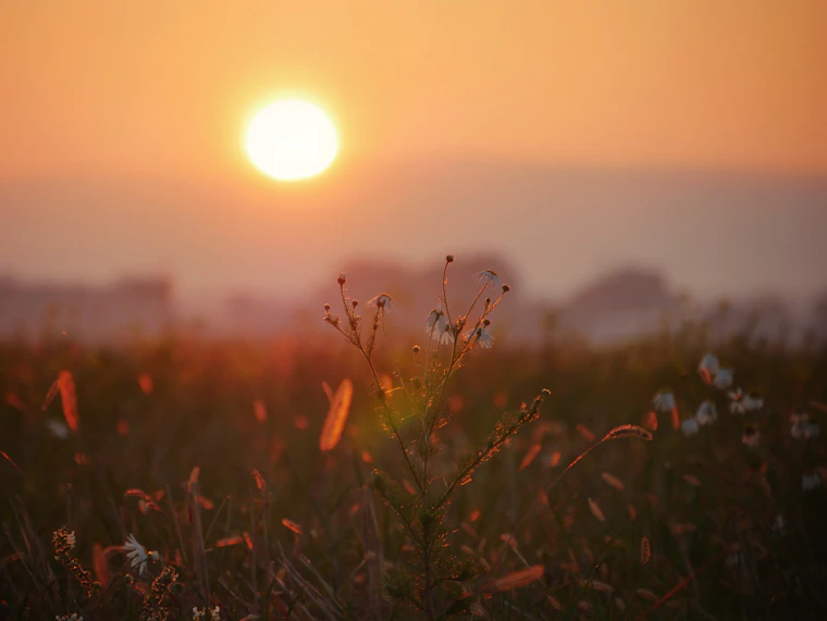 Wildflowers glowing in warm golden sunset light, evoking hope and life continuing