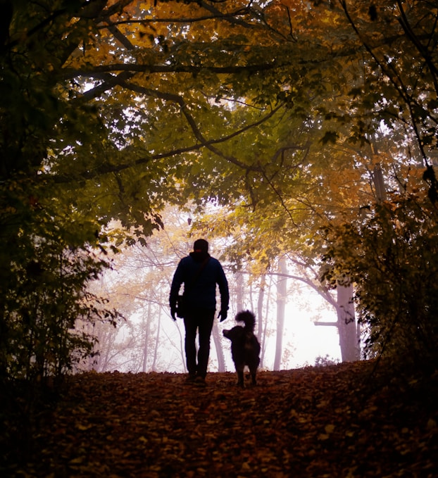 a man walking a dog through a forest