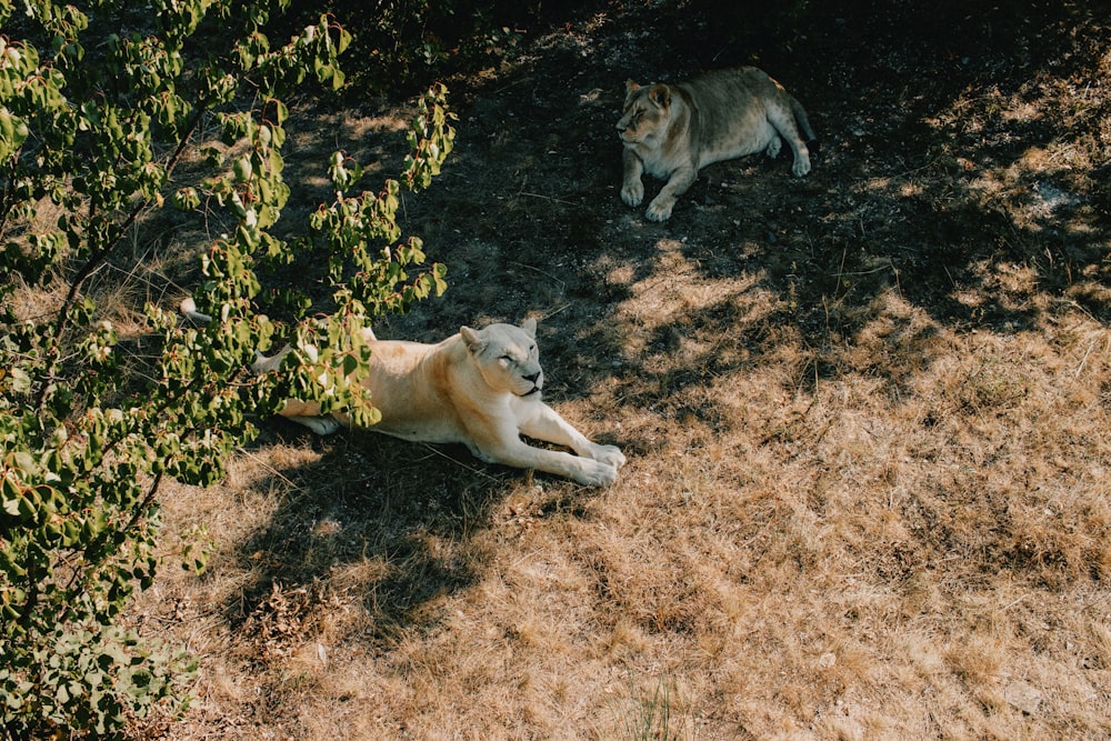 a cat laying on the ground next to a bush