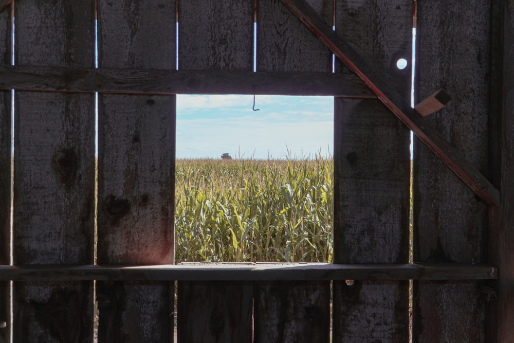 Blick auf ein Maisfeld durch ein Fenster