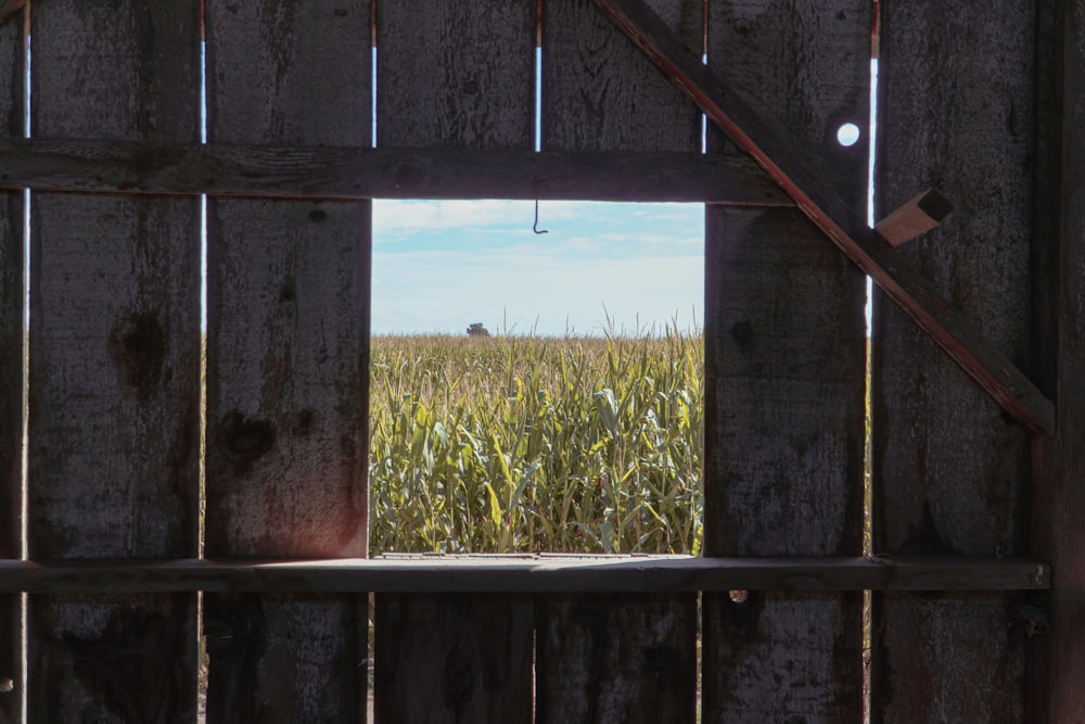 uma vista de um campo de milho através de uma janela