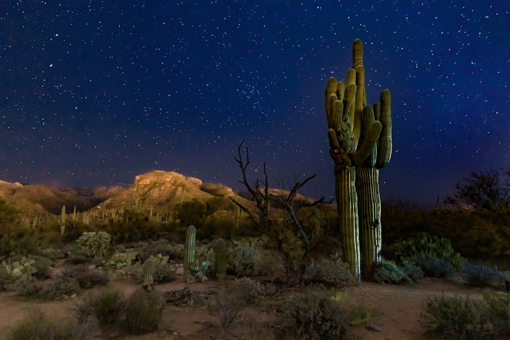 a large cactus in the middle of a desert