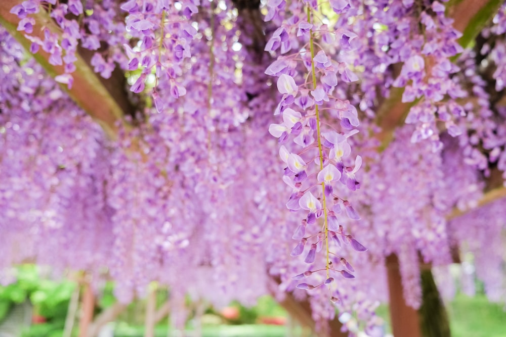 a bunch of purple flowers hanging from a tree