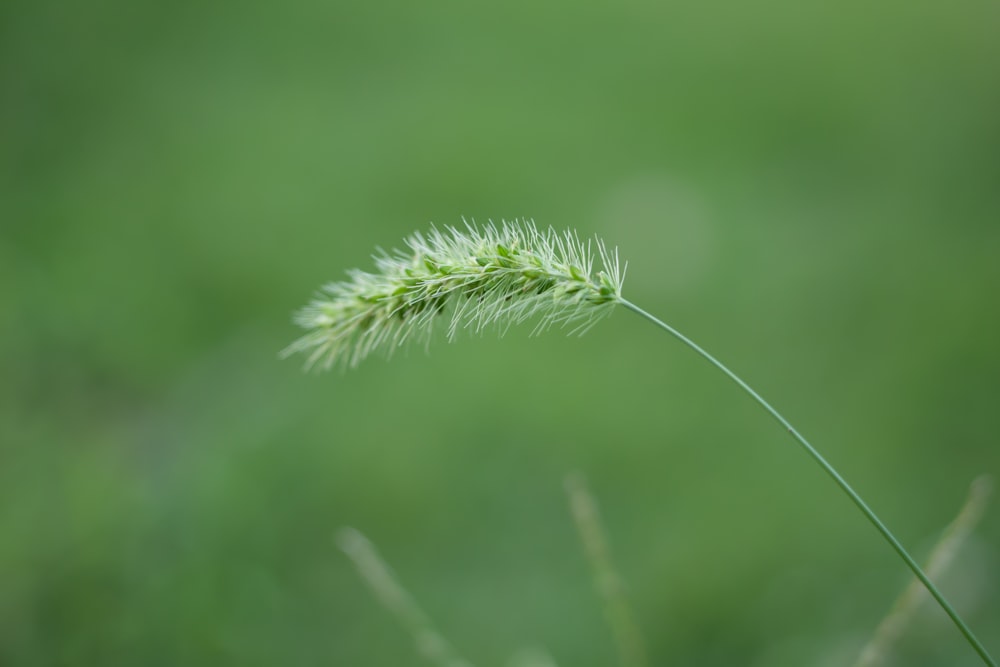 a close up of a plant with a blurry background