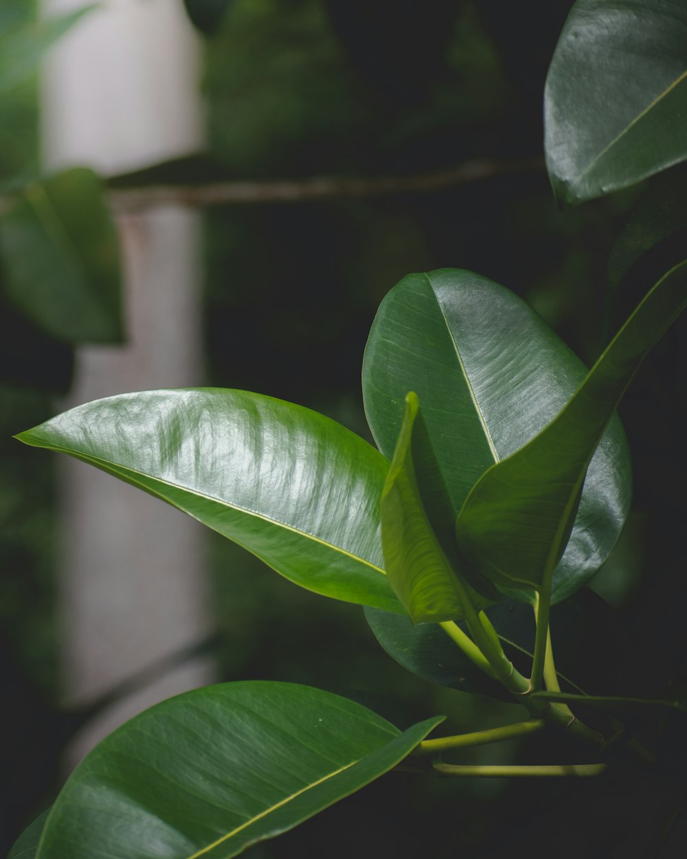 a close up of a green plant with leaves