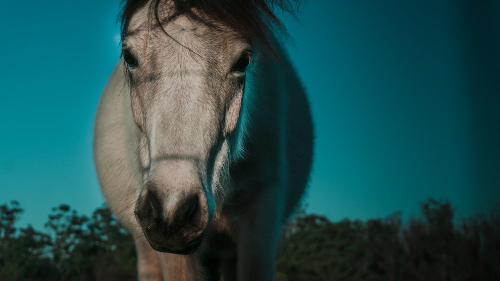 a close up of a horse's face with trees in the background